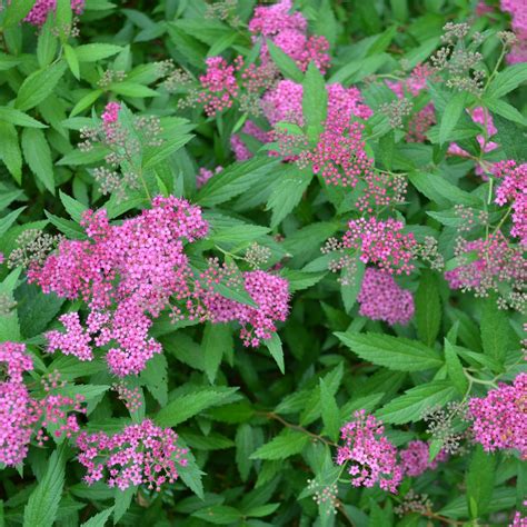 Harnessing Spirea Japonica's Magic Against Oncological Diseases